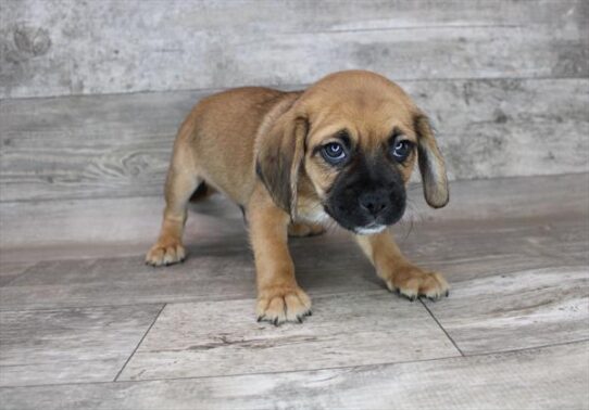 Puggle DOG Male Apricot 3321 Petland Pensacola, Florida