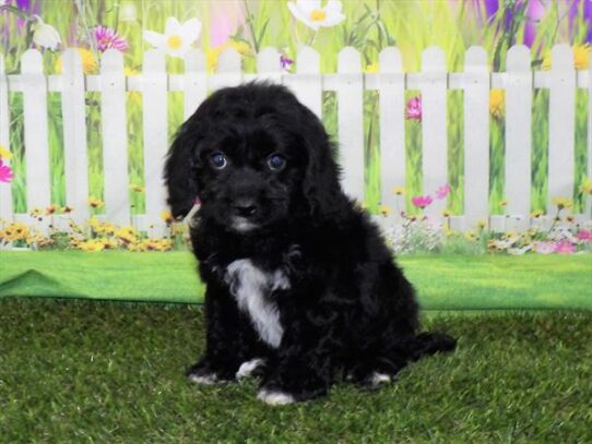 Cockapoo DOG Female Black 3324 Petland Pensacola, Florida