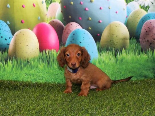 Dachshund DOG Male Red 3325 Petland Pensacola, Florida