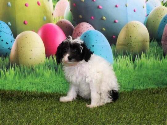 Yorkie-Poo-DOG-Female-White / Black-3326-Petland Pensacola, Florida