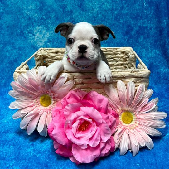 Boston Terrier DOG Female Blue / White 3219 Petland Pensacola, Florida