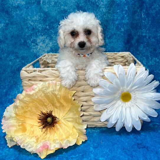 Bichon DOG Male White 3322 Petland Pensacola, Florida