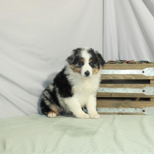 Australian Shepherd-DOG-Female-Blue Merle-3343-Petland Pensacola, Florida