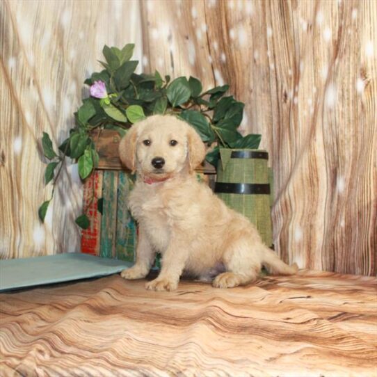 Labradoodle 2nd Gen DOG Male Apricot 3344 Petland Pensacola, Florida