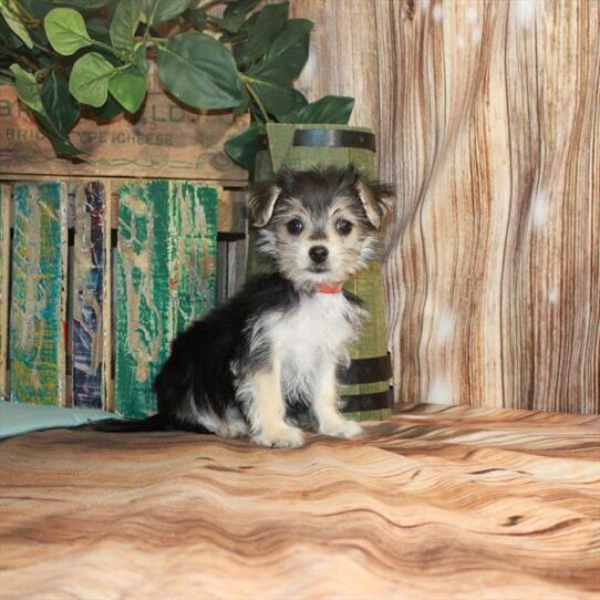 Morkie-DOG-Female-Black / Tan-3345-Petland Pensacola, Florida