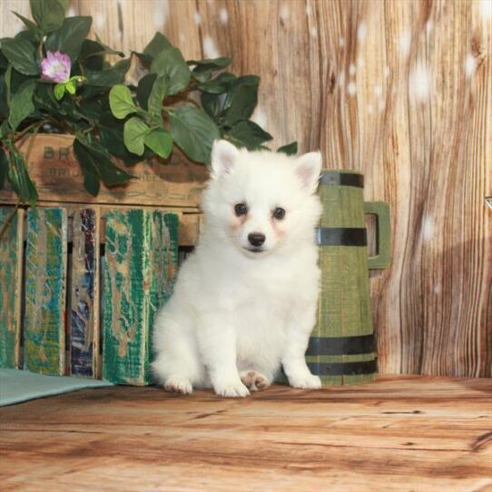 American Eskimo Dog DOG Female White 3346 Petland Pensacola, Florida