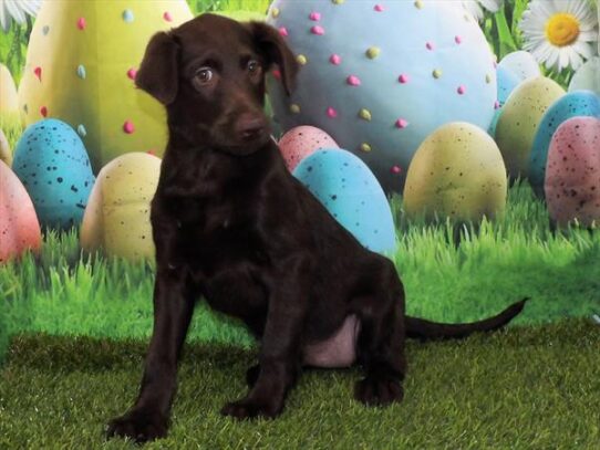 Labradoodle DOG Female Chocolate 3352 Petland Pensacola, Florida