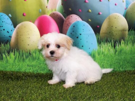 Maltipoo DOG Male White 3353 Petland Pensacola, Florida