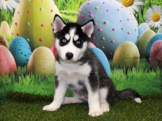 Siberian Husky DOG Male Black / White 3355 Petland Pensacola, Florida