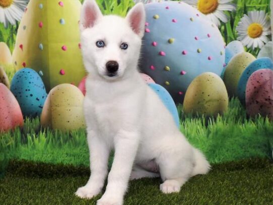 Siberian Husky DOG Female White 3356 Petland Pensacola, Florida