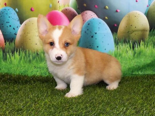 Pembroke Welsh Corgi DOG Male Red Merle / White 3357 Petland Pensacola, Florida