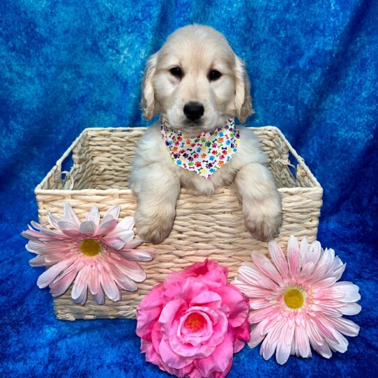 Golden Retriever DOG Female Golden 3368 Petland Pensacola, Florida