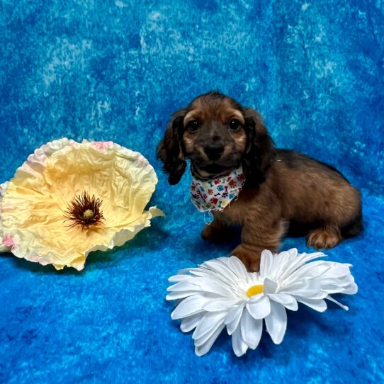 Dachshund DOG Male Red Brindle 3369 Petland Pensacola, Florida