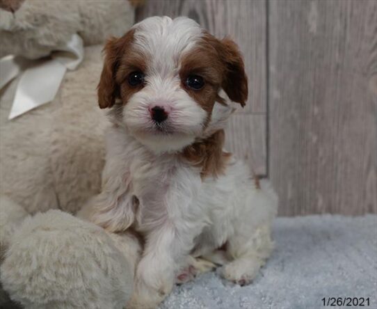 Cavapoo DOG Female Blenheim 653 Petland Pensacola, Florida