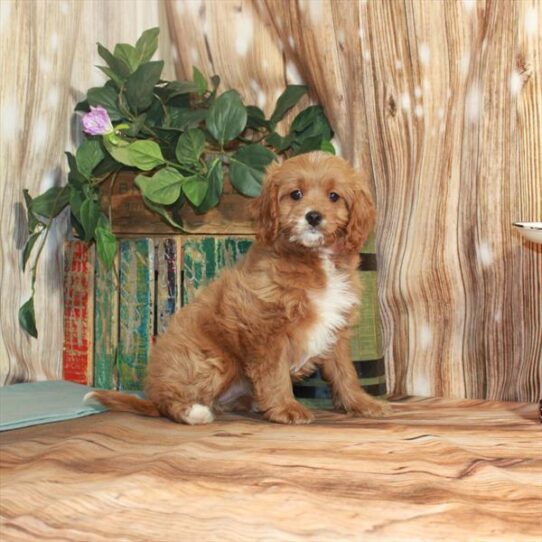 Cavapoo DOG Female Ruby 3396 Petland Pensacola, Florida