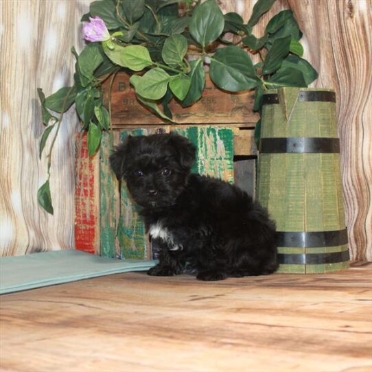 Yorkie-Poo DOG Male Black 3397 Petland Pensacola, Florida