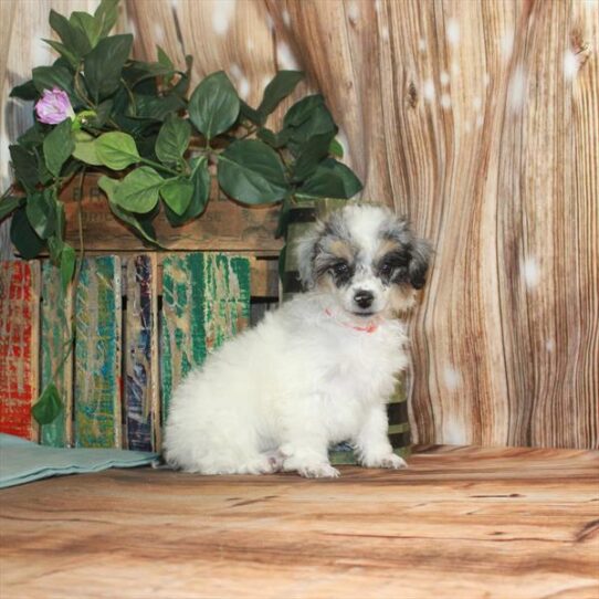 Poodle DOG Female White / Blue Merle 3398 Petland Pensacola, Florida