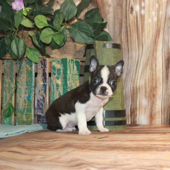 Boston Terrier DOG Male Black Brindle 3399 Petland Pensacola, Florida