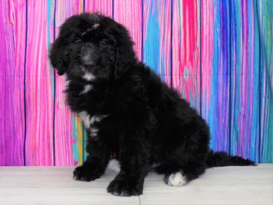 Bernedoodle DOG Male Black 3400 Petland Pensacola, Florida