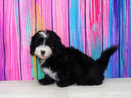 Lhasa-Poo DOG Male Black 3401 Petland Pensacola, Florida