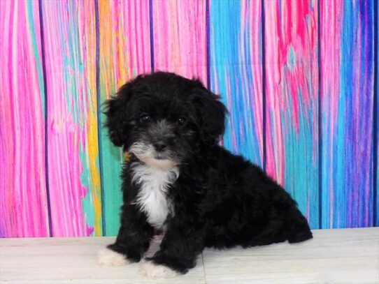 Lhasa-Poo DOG Female Black 3402 Petland Pensacola, Florida