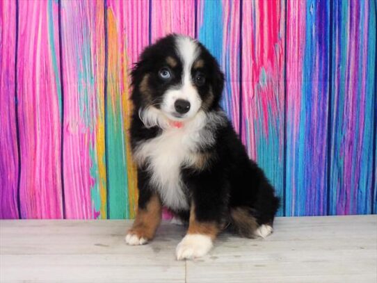 Miniature Australian Shepherd DOG Female Black 3403 Petland Pensacola, Florida