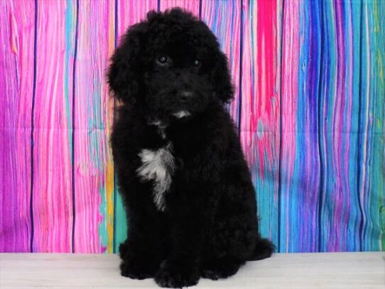 Goldendoodle-DOG-Male-Black-3404-Petland Pensacola, Florida