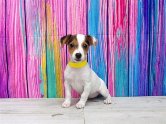 Jack Russell Terrier-DOG-Female-White Black / Tan-3405-Petland Pensacola, Florida