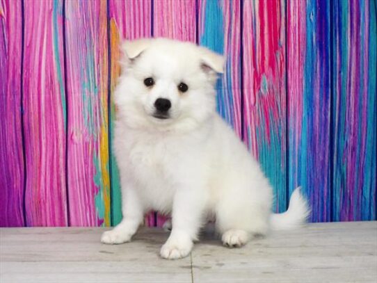 American Eskimo Dog DOG Male White 3406 Petland Pensacola, Florida