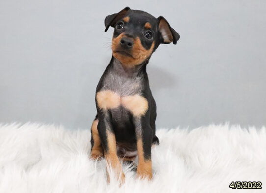 Min Pin DOG Male Black / Rust 3407 Petland Pensacola, Florida