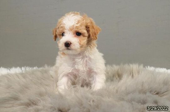 Bichon-Poodle DOG Female Apricot 3408 Petland Pensacola, Florida