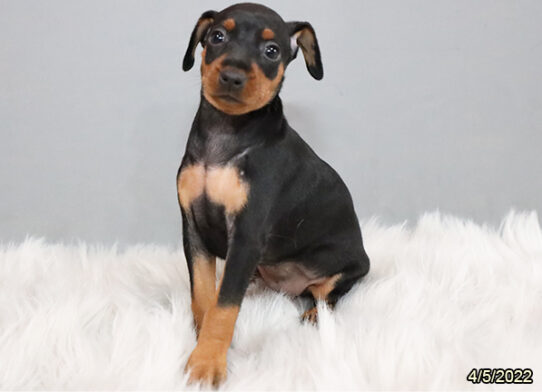 Min Pin DOG Female Black / Rust 3410 Petland Pensacola, Florida