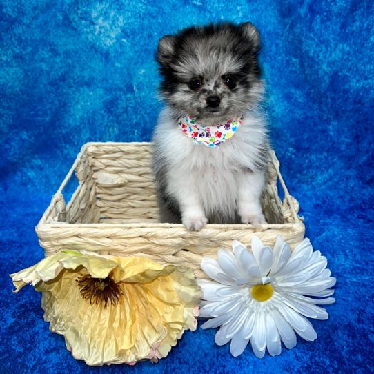 Pomeranian DOG Male Blue Merle 3392 Petland Pensacola, Florida