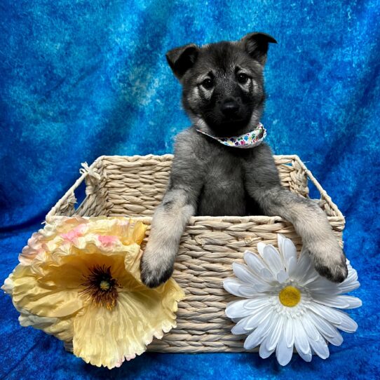 Norwegian Elkhound DOG Male Gray Black / Silver 3409 Petland Pensacola, Florida