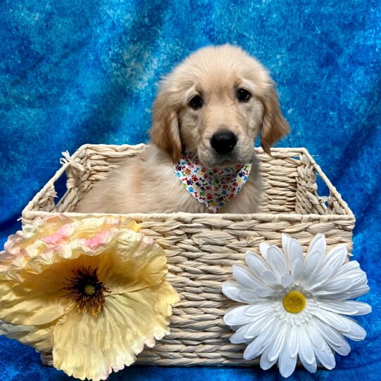 Golden Retriever DOG Male Light Golden 3412 Petland Pensacola, Florida