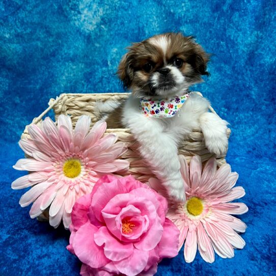 Pekingese DOG Female Sable / White 3413 Petland Pensacola, Florida