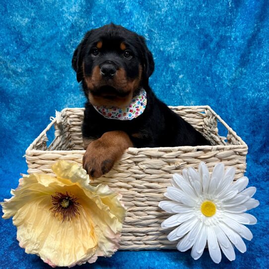 Rottweiler DOG Male Black/Rust 3427 Petland Pensacola, Florida