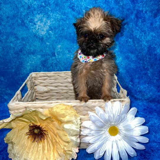 Brussels Griffon DOG Male 3428 Petland Pensacola, Florida