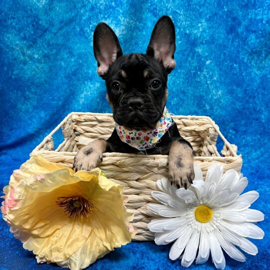 French Bulldog DOG Male Black/Tan 3429 Petland Pensacola, Florida