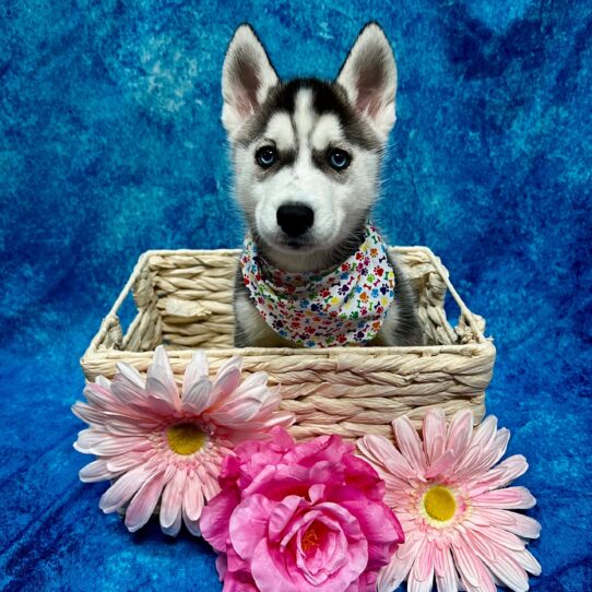 Siberian Husky DOG Female Black/White 3431 Petland Pensacola, Florida