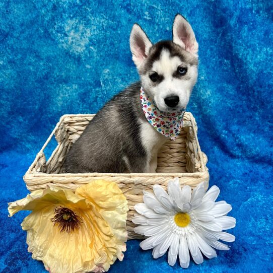 Siberian Husky DOG Male Black/White 3432 Petland Pensacola, Florida