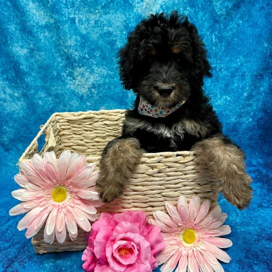 Bernedoodle DOG Female Black 3452 Petland Pensacola, Florida