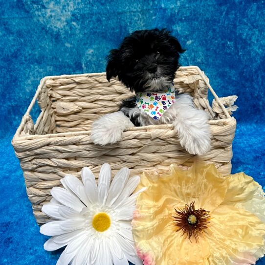 Havanese DOG Male Black / White 3453 Petland Pensacola, Florida