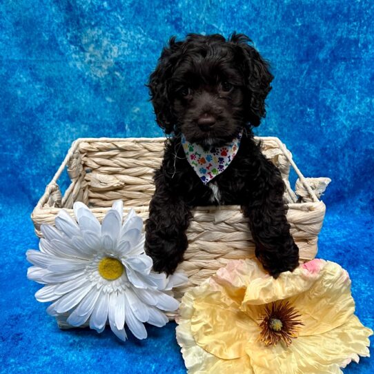 Cockapoo DOG Male Chocolate 3454 Petland Pensacola, Florida