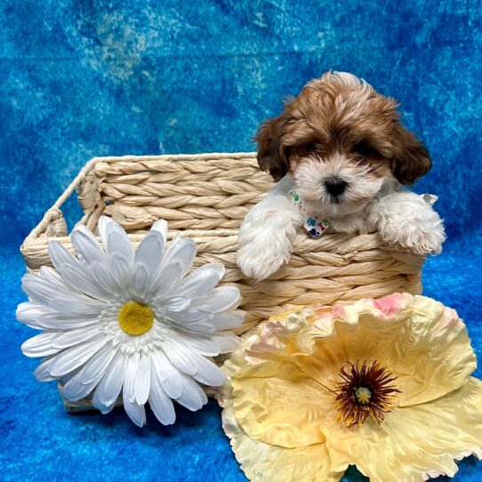 Teddy Bear DOG Male White / Gold 3456 Petland Pensacola, Florida