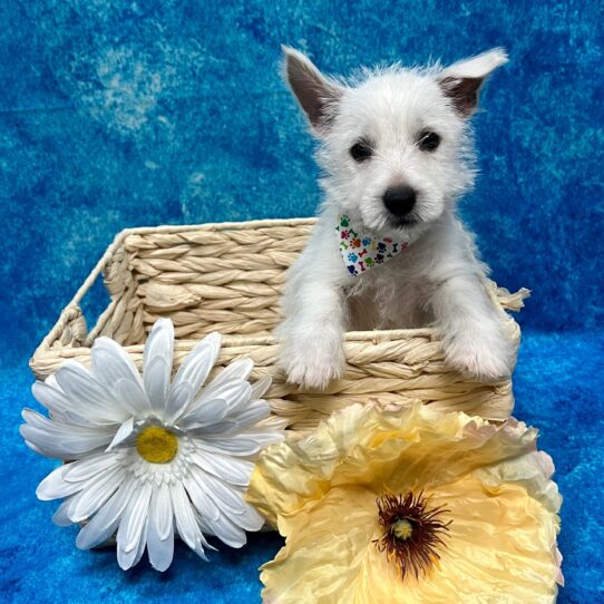 West Highland White Terrier DOG Male White 3458 Petland Pensacola, Florida