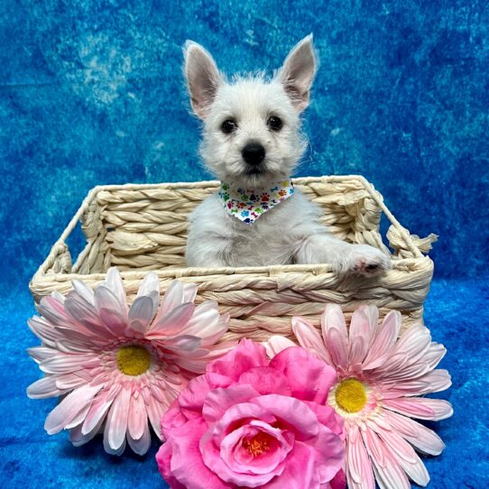 West Highland White Terrier DOG Female White 3459 Petland Pensacola, Florida