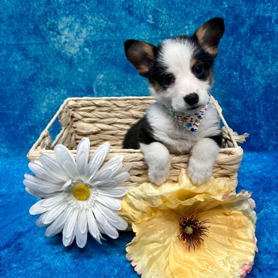 Pembroke Welsh Corgi DOG Male Black / Tan 3460 Petland Pensacola, Florida