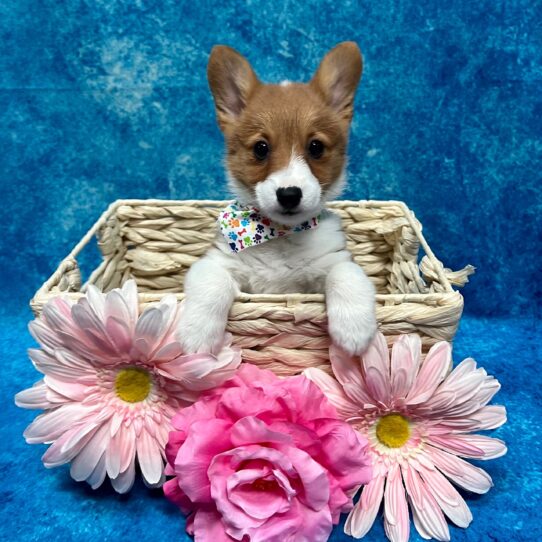 Pembroke Welsh Corgi DOG Female Red / White 3461 Petland Pensacola, Florida