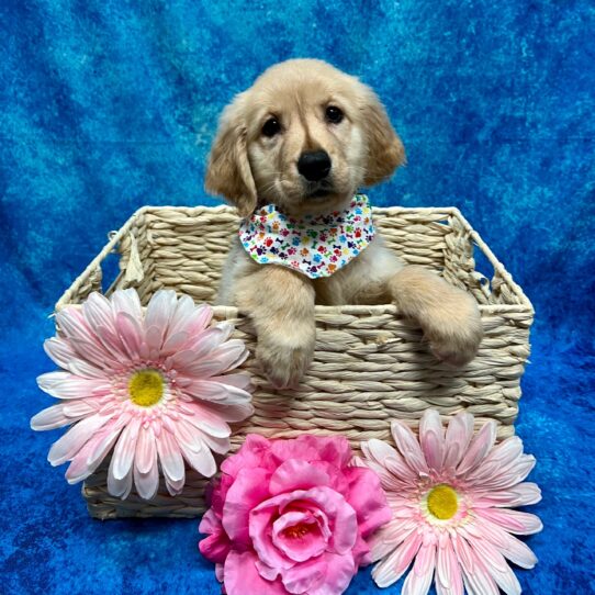 Golden Retriever DOG Female Golden 3462 Petland Pensacola, Florida